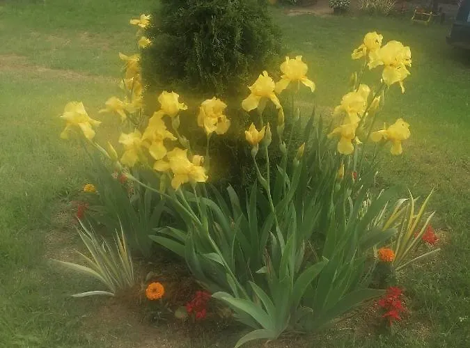 Etno Kuca Badejevic Plavna (Negotin)