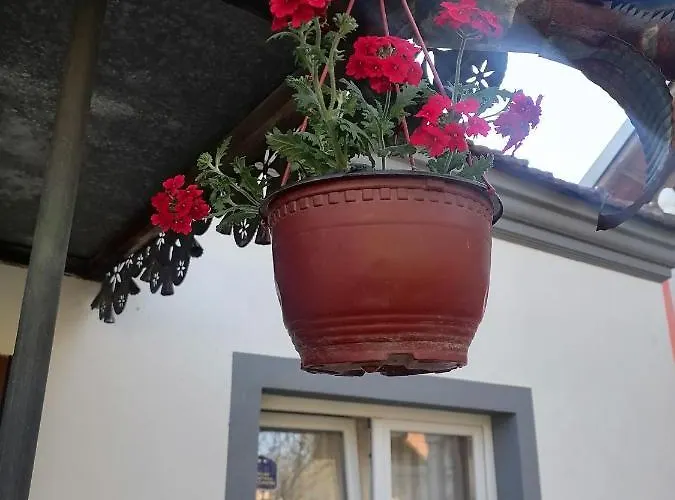 Etno Kuca Badejevic Plavna (Negotin)